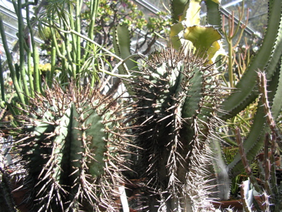 IMGP9225.JPG